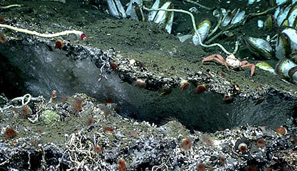 Exposed methane hydrate, a translucent white, smooth ice-like substance, attached to a carbonate overhang.