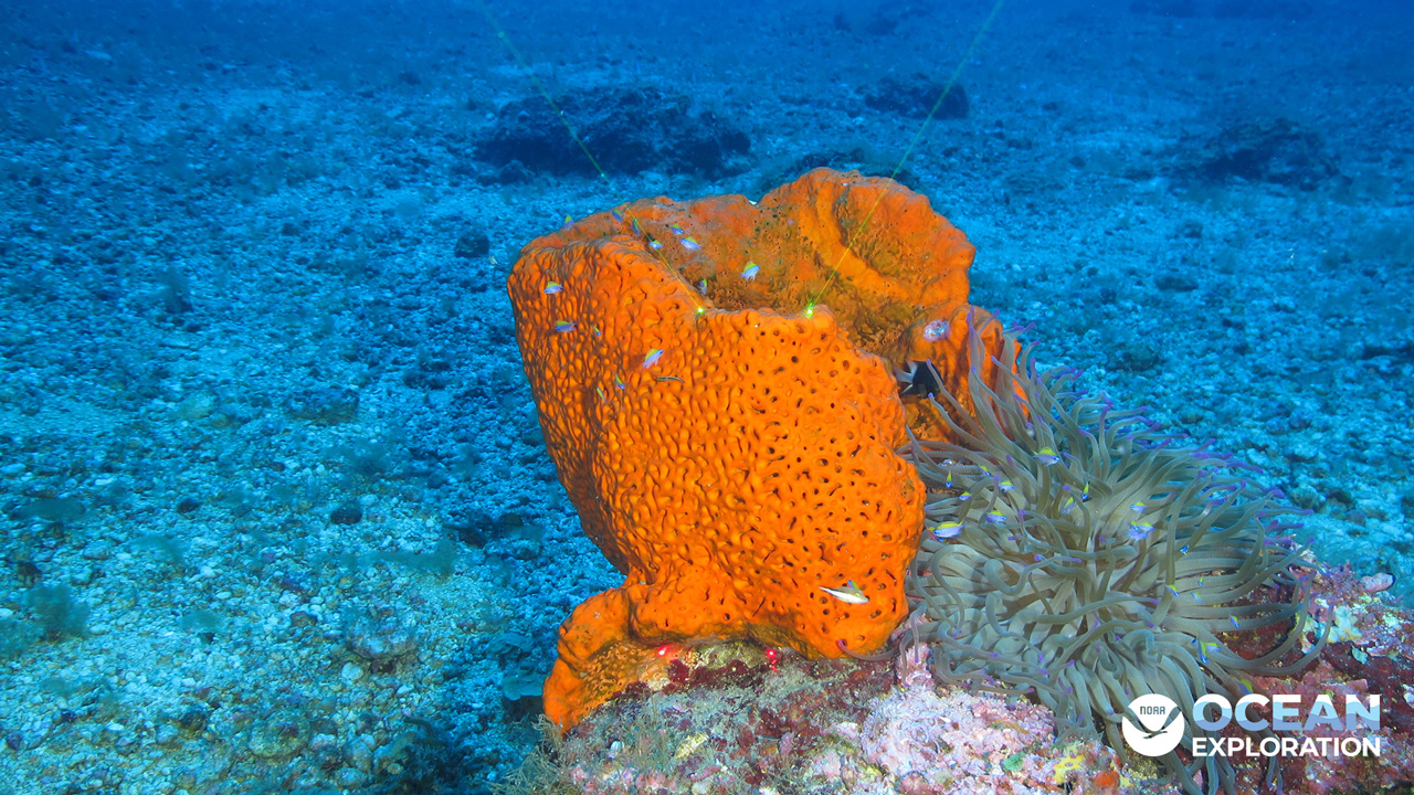 Did you know that while most medicines derived from natural sources currently come from land-based organisms, research suggests that the ocean, with its amazing biodiversity and large number of yet-undiscovered species, may be a rich source for new medicines?