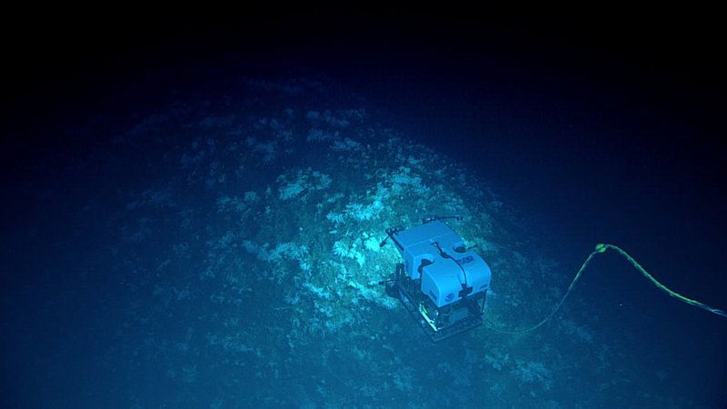 A team of research divers positions the end of a dredge hose for excavation of a site off Florida’s Gulf Coast during the Submerged New World 2012 expedition. A team of research divers positions the end of a dredge hose for excavation of a site off Florida’s Gulf Coast during the Submerged New World 2012 expedition.