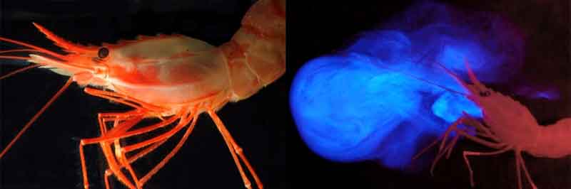 The deep-sea pandalid shrimp Heterocarpus ensifer and a photo of the same animal ‘vomiting’ light from glands located near its mouth. The deep-sea pandalid shrimp Heterocarpus ensifer and a photo of the same animal ‘vomiting’ light from glands located near its mouth.