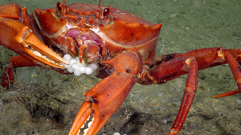 Organisms living in the deep ocean must survive in a physical environment that is radically different from ocean habitats near the sea surface. Organisms living in the deep ocean must survive in a physical environment that is radically different from ocean habitats near the sea surface.
