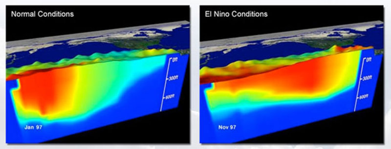 These images show sea surface topography and upper ocean temperature data from satellites and buoys. The height of the sea is represented by hills and valleys. Water temperature is shown in color, ranging from 30°C as red to 8°C, shown in dark blue. The image on the left represents 'normal' conditions in the equatorial Pacific during January 1997. The image on the right shows El Niño conditions from November 1997. Note the much warmer waters present during the El Niño event. These images show sea surface topography and upper ocean temperature data from satellites and buoys. The height of the sea is represented by hills and valleys. Water temperature is shown in color, ranging from 30°C as red to 8°C, shown in dark blue. The image on the left represents 'normal' conditions in the equatorial Pacific during January 1997. The image on the right shows El Niño conditions from November 1997. Note the much warmer waters present during the El Niño event.
