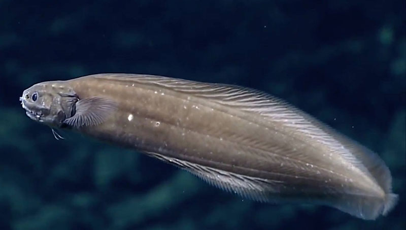 This unpatterned, brown cusk eel (probably an undescribed species) has color typical of many fishes living near the bottom between 0.5 and 3.6 miles (1,000 and 6,000 meters) down in the ocean, where no light penetrates. The eye is large and can detect dim light produced by other animals, but it may not be able to see full images. This unpatterned, brown cusk eel (probably an undescribed species) has color typical of many fishes living near the bottom between 0.5 and 3.6 miles (1,000 and 6,000 meters) down in the ocean, where no light penetrates. The eye is large and can detect dim light produced by other animals, but it may not be able to see full images.