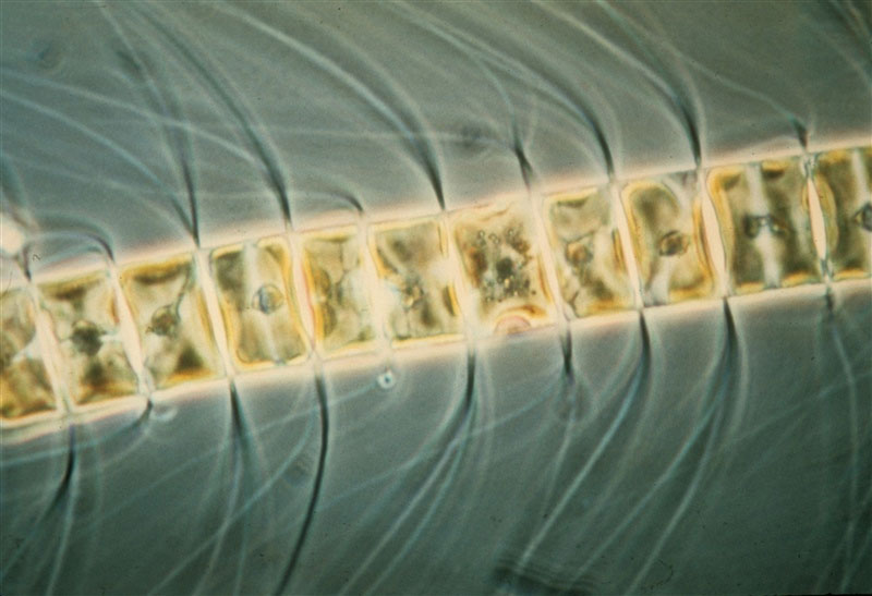 Phytoplankton - the foundation of the oceanic food chain. Phytoplankton - the foundation of the oceanic food chain.