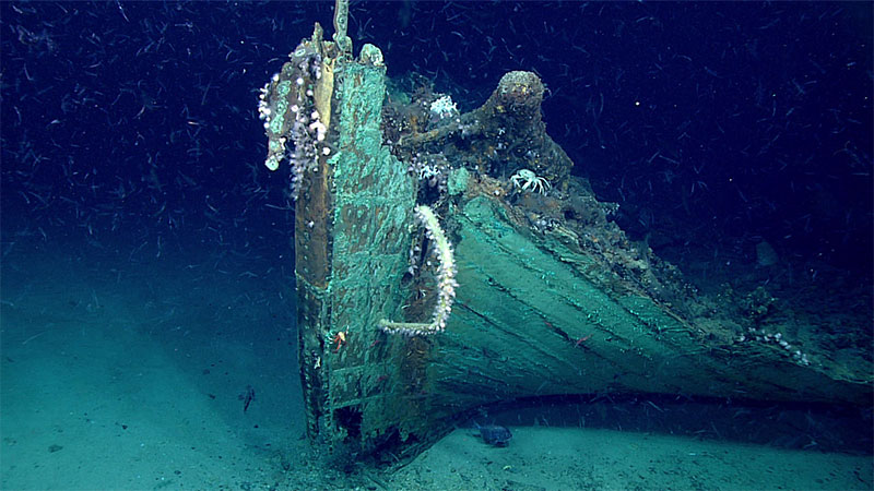 A close-up view of the bow of a shipwreck discovered in the Gulf of America during a 2019 shakedown cruise on NOAA Ship <em>Okeanos Explorer</em>. Marine life is prevalent on the wreck, except on the copper sheathing which still retains its antifouling ability to keep the hull free of marine organisms that would otherwise burrow into the wood and consume the hull or barnacles that would reduce the vessel’s speed. A close-up view of the bow of a shipwreck discovered in the Gulf of America during a 2019 shakedown cruise on NOAA Ship <em>Okeanos Explorer</em>. Marine life is prevalent on the wreck, except on the copper sheathing which still retains its antifouling ability to keep the hull free of marine organisms that would otherwise burrow into the wood and consume the hull or barnacles that would reduce the vessel’s speed.