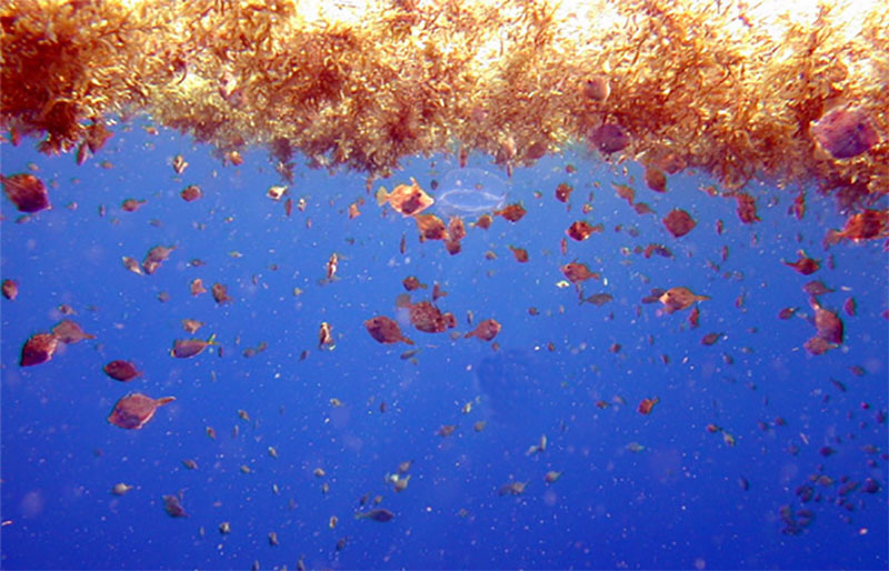 Smaller fishes, such as filefishes and triggerfishes, reside in and among the brown Sargassum.. Smaller fishes, such as filefishes and triggerfishes, reside in and among the brown Sargassum.