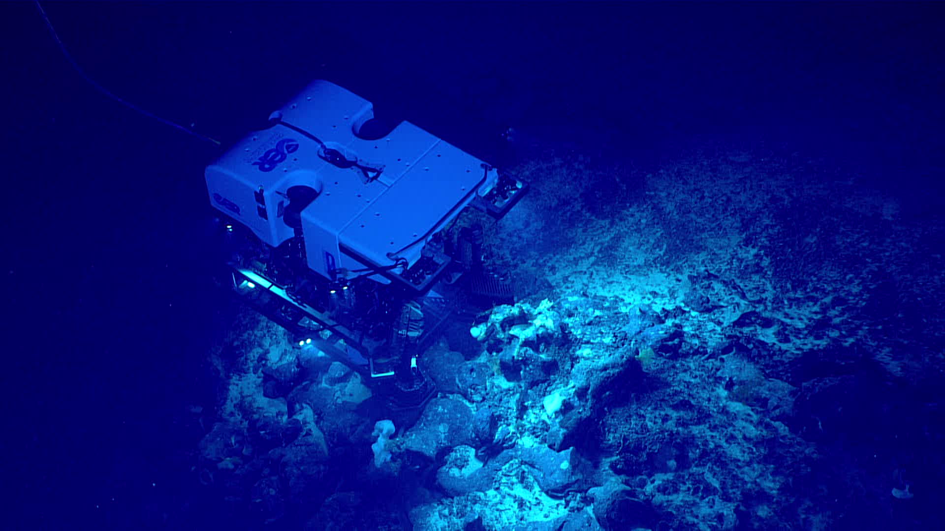Remotely operated vehicle Deep Discoverer images a coral community during the second Voyage to the Ridge 2022 expedition. Remotely operated vehicle Deep Discoverer images a coral community during the second Voyage to the Ridge 2022 expedition.