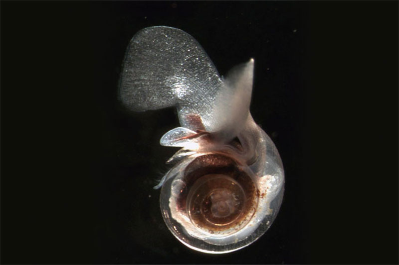 Limacina helicina, a free-swimming planktonic snail. These snails, known as pteropods, form a calcium carbonate shell and are an important food source in many marine food webs. As levels of dissolved carbon dioxide in seawater rise, skeletal growth rates of pteropods and other calcium-secreting organisms will be reduced due to the effects of dissolved carbon dioxide on ocean acidity. Image courtesy of Russ Hopcroft, UAF/NOAA. Limacina helicina, a free-swimming planktonic snail. These snails, known as pteropods, form a calcium carbonate shell and are an important food source in many marine food webs. As levels of dissolved carbon dioxide in seawater rise, skeletal growth rates of pteropods and other calcium-secreting organisms will be reduced due to the effects of dissolved carbon dioxide on ocean acidity. Image courtesy of Russ Hopcroft, UAF/NOAA.