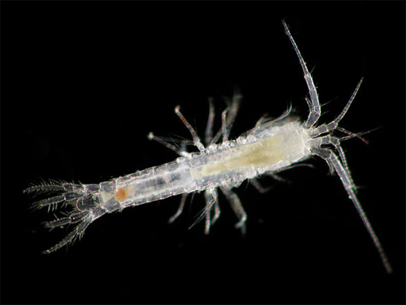 The crustacean order Mictacea is represented by only a single species, Mictocaris halope, that inhabits several sea water caves in Bermuda. The crustacean order Mictacea is represented by only a single species, Mictocaris halope, that inhabits several sea water caves in Bermuda.