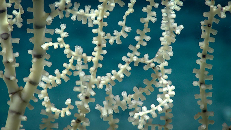 Corals seen in Gulf of Mexico. Corals seen in Gulf of Mexico.