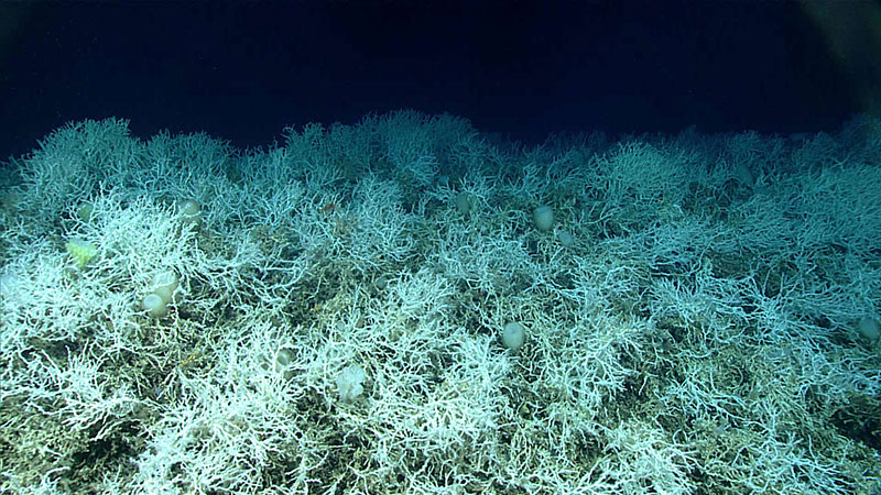Dense fields of Lophelia pertusa, a common deep-sea reef-building coral, found on the Blake Plateau knolls. The white coloring is healthy - deep-sea corals don’t rely on symbiotic algae, so they can’t bleach. Dense fields of Lophelia pertusa, a common deep-sea reef-building coral, found on the Blake Plateau knolls. The white coloring is healthy - deep-sea corals don’t rely on symbiotic algae, so they can’t bleach.