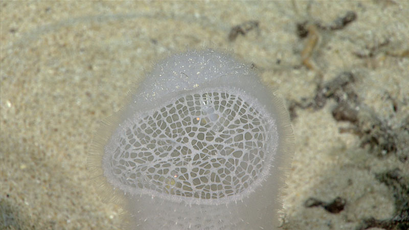 This glass sponge (in the family Euplectellidae) was collected during Dive 04 of the 2019 Southeastern U.S. Deep-sea Exploration. If you look closely, you can see a shrimp that lives within the sponge. This glass sponge (in the family Euplectellidae) was collected during Dive 04 of the 2019 Southeastern U.S. Deep-sea Exploration. If you look closely, you can see a shrimp that lives within the sponge.