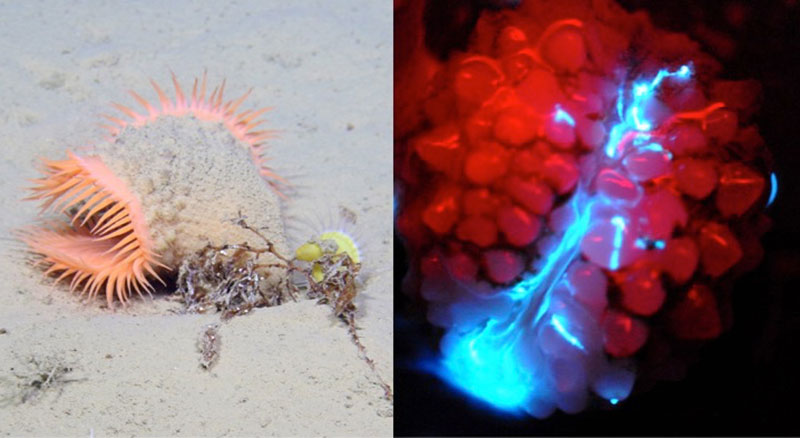 The image on the left is an <em>in situ</em> photograph of a hormathiid anemone; the image on the right shows the bioluminescent light emitted from the same animal. The emitted light is blue and comes from a mucous secretion. The animal is not actually red, but scientists briefly shined a red LED on it to show the light emission. The image on the left is an <em>in situ</em> photograph of a hormathiid anemone; the image on the right shows the bioluminescent light emitted from the same animal. The emitted light is blue and comes from a mucous secretion. The animal is not actually red, but scientists briefly shined a red LED on it to show the light emission.
