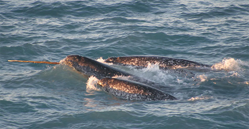 Pod of narwhals, northern Canada, August 2005. Pod of narwhals, northern Canada, August 2005.