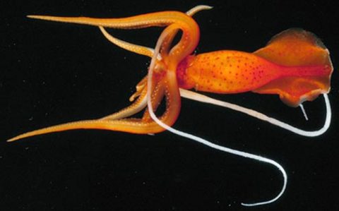 Whiplash Squid.