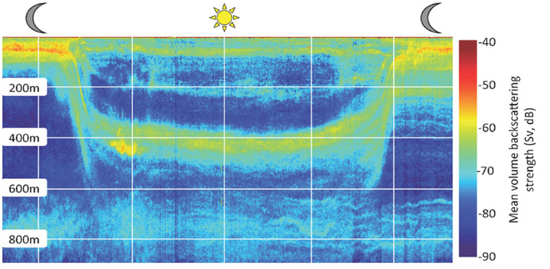 This echogram illustrates the ascending and descending phases of the diel vertical migration through the water column. The yellows and reds are indicative of the greatest density of animals. This echogram illustrates the ascending and descending phases of the diel vertical migration through the water column. The yellows and reds are indicative of the greatest density of animals.