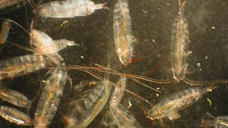 Copepods (shown here) are a type of zooplankton and are a big part of the diel vertical migration. Like other tiny marine animals that share a similar diet, copepods are particularly likely to migrate to surface waters at night and deep water during the day. Copepods (shown here) are a type of zooplankton and are a big part of the diel vertical migration. Like other tiny marine animals that share a similar diet, copepods are particularly likely to migrate to surface waters at night and deep water during the day.