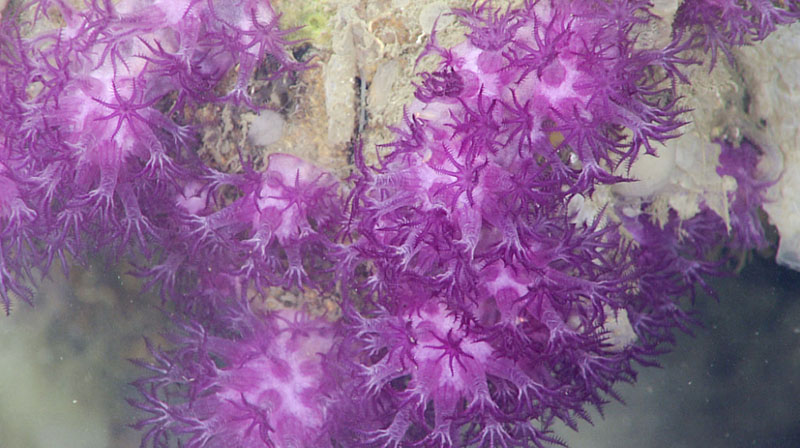 Clavularia, here seen during dive 6 of Deep Connections 2019, is a stoloniferous octocoral that grows in ribbons and mats over rock or skeletons of coral or sponges. The purple color is due to a pigment in the soft tissue and the white is reflections from sclerites. Clavularia, here seen during dive 6 of Deep Connections 2019, is a stoloniferous octocoral that grows in ribbons and mats over rock or skeletons of coral or sponges. The purple color is due to a pigment in the soft tissue and the white is reflections from sclerites.