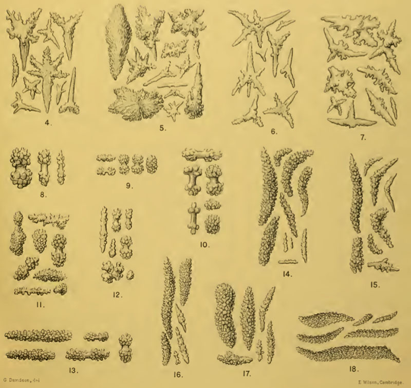 A figure from a taxonomic monograph published in 1909 shows hand drawings of sclerite variation among 15 species of octocorals from the Indian Ocean. Identification of most octocoral species comes down to this level of microscopic detail. A figure from a taxonomic monograph published in 1909 shows hand drawings of sclerite variation among 15 species of octocorals from the Indian Ocean. Identification of most octocoral species comes down to this level of microscopic detail.