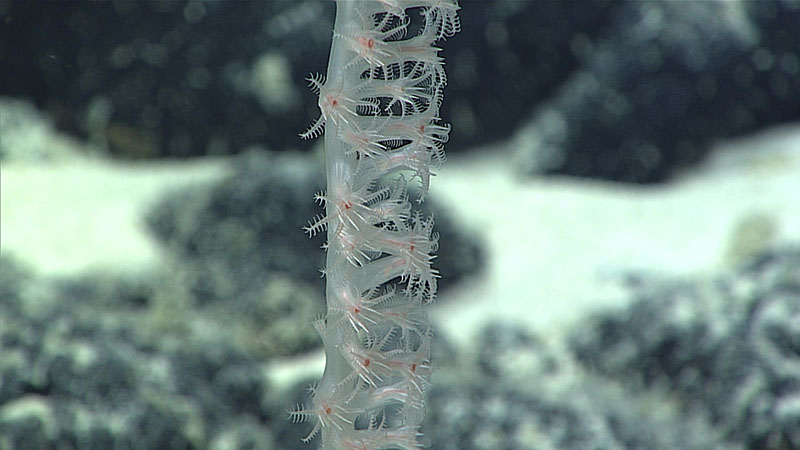 Needle-like sclerites protrude between tentacles to form a formidable-looking ring around the red-colored mouths of bamboo coral polyps. Needle-like sclerites protrude between tentacles to form a formidable-looking ring around the red-colored mouths of bamboo coral polyps.