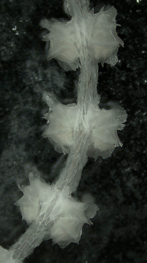 A fragment of a Primnoidae colony (genus Narella) under a microscope showing three pairs of polyps. The polyps, curled downward against the main axis, are encased in plate-like sclerites. A fragment of a Primnoidae colony (genus Narella) under a microscope showing three pairs of polyps. The polyps, curled downward against the main axis, are encased in plate-like sclerites.