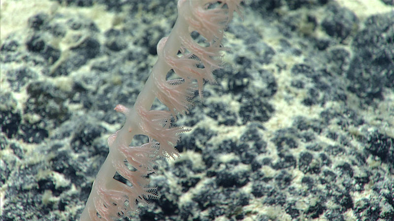 Rod-like sclerites are aligned in tracks running up the polyp body wall in a bamboo coral. Even smaller scale-shaped sclerites are packed into the tissue giving it an opaque appearance. Rod-like sclerites are aligned in tracks running up the polyp body wall in a bamboo coral. Even smaller scale-shaped sclerites are packed into the tissue giving it an opaque appearance.