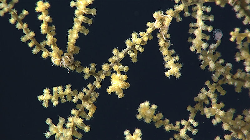 Spiny sclerites on an Acanthogorgia octocoral give the polyps a pin cushion-like appearance. The coiled pink spiny arms belong to ophiuroid brittle stars that live on the coral. Spiny sclerites on an Acanthogorgia octocoral give the polyps a pin cushion-like appearance. The coiled pink spiny arms belong to ophiuroid brittle stars that live on the coral.