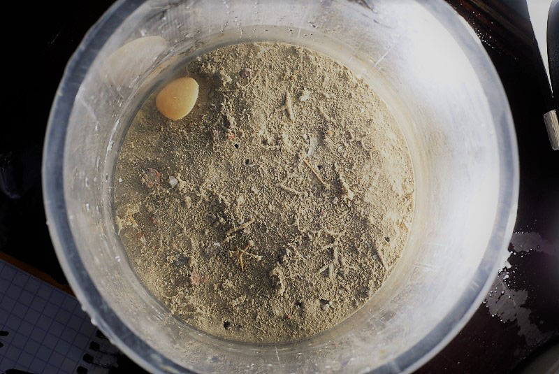 This image shows the top view of a core of sediment retrieved from the deep sea. A small bivalve and numerous intricate structures are visible on the surface, but invisible between and underneath them are many tiny creatures. Within this core many hundreds of animals belonging to dozens of species can be found This image shows the top view of a core of sediment retrieved from the deep sea. A small bivalve and numerous intricate structures are visible on the surface, but invisible between and underneath them are many tiny creatures. Within this core many hundreds of animals belonging to dozens of species can be found