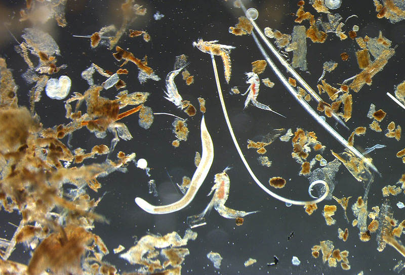 After sediment samples are washed and the meiofauna has been extracted from most of the sediment grains, the microscopic organisms can be seen under the stereomicroscope. Here is an image of mainly nematodes (roundworms) and copepods (small crustaceans) from a coastal sample. After sediment samples are washed and the meiofauna has been extracted from most of the sediment grains, the microscopic organisms can be seen under the stereomicroscope. Here is an image of mainly nematodes (roundworms) and copepods (small crustaceans) from a coastal sample.