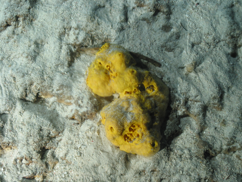 This sponge in the genus Spongosorites makes the compound topsentin, which is used as an anti-inflammatory. This sponge in the genus Spongosorites makes the compound topsentin, which is used as an anti-inflammatory.