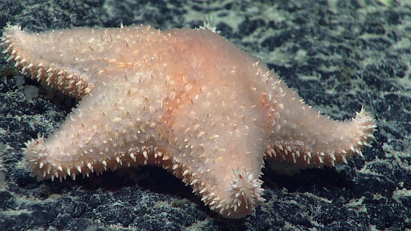 Hippasteria capstonei gets its name from NOAA Ocean Exploration’s Campaign to Address Pacific monument Science, Technology, and Ocean NEeds (CAPSTONE) on NOAA Ship Okeanos Explorer, the campaign during which this species was observed and collected. This sea star was seen on South Johnston Seamount at a depth of 1,982 meters (1.2 miles) in the Johnston Atoll Unit of the Pacific Remote Islands Marine National Monument, now known as Pacific Islands Heritage Marine National Monument.