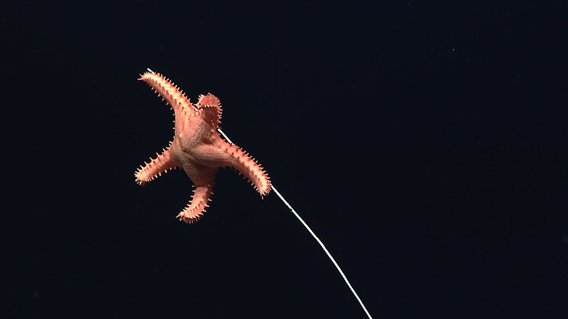 Atheraster symphonium represents a new genus and species of sea stars. The species name comes from the Greek word for “symphony” and represents the location where the species was collected: the Musicians Seamounts. This A. symphonium was seen at 2,497 meters (1.6 miles) in depth feeding on a bamboo coral on the McDonnell Guyot in the Wake Island Unit of the Pacific Remote Islands Marine National Monument, now known as Pacific Islands Heritage Marine National Monument.
