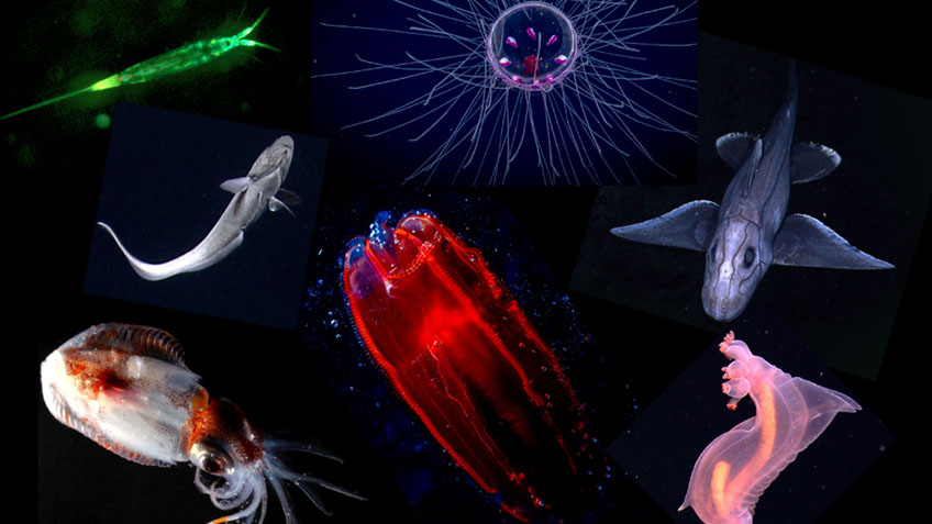 Midwater organisms that may be found in the deep scattering layer (DSL). Left: an iridescent copepod, the underbelly of a fish, and a squid. Middle: a jellyfish and a ctenophore. Right: a rabbit fish and a pelagic sea cucumber. Midwater organisms that may be found in the deep scattering layer (DSL). Left: an iridescent copepod, the underbelly of a fish, and a squid. Middle: a jellyfish and a ctenophore. Right: a rabbit fish and a pelagic sea cucumber.