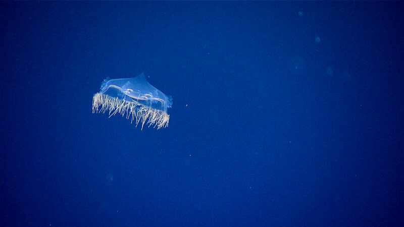A hydromedusae jellyfish, seen here drifting in the water column, is one species that may be found in an oxygen minimum zone. A hydromedusae jellyfish, seen here drifting in the water column, is one species that may be found in an oxygen minimum zone.