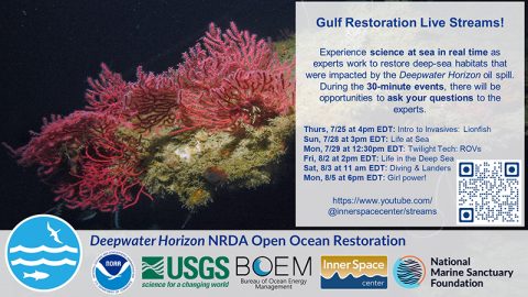 An image of a pink coral is surrounded by partner emblems and text that reads:
Gulf Restoration Live Streams!
Experience science at sea in real time as experts work to restore deep-sea habitats that were impacted by the Deepwater Horizon oil spill. During the 30 minute events, there will be opportunities to ask your questions to the experts.
Thursday, July 25 at 4 p.m. EDT: Introduction to Invasives: Lionfish
Sunday, July 28 at 3 p.m. EDT: Life at Sea
Monday, July 29 at 12:30 p.m. EDT: Twilight Tech: Remotely Operated Vehicles
Friday, August 2 at 2 p.m. EDT: Survival Mode: Life in the Deep Sea
Saturday, August 3 at 11 a.m. EDT: Twilight Tech: Diving and Landers
Monday, August 5 at 6 p.m. EDT: Girl power!
https://www.youtube.com/@innerspacecenter/streams
Deepwater Horizon NRDA Open Ocean Restoration