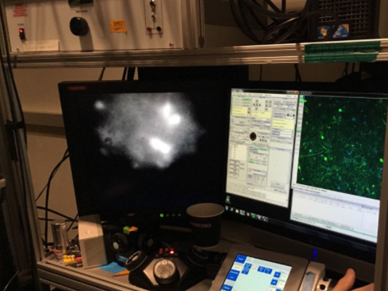 Using advanced molecular tools, cultured brain cells (neurons) are seen lighting up in response to activation during an imaging course at the Max Planck Florida Institute for Neuroscience.