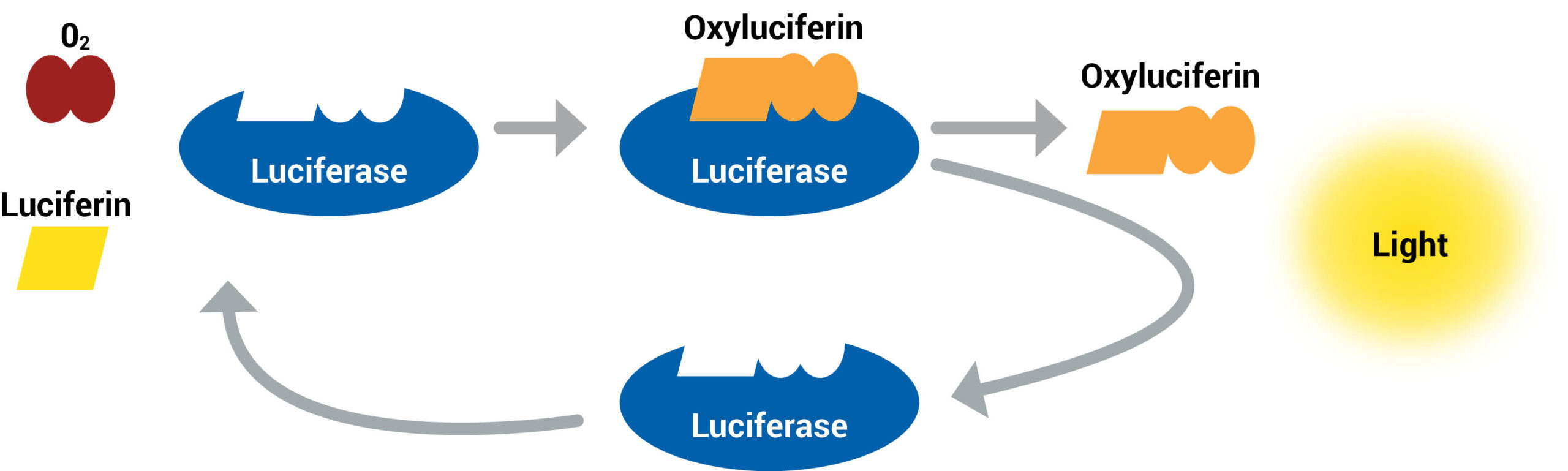 Bioluminescence Chemical Reaction The enzyme, luciferase, helps bond together the substrate, luciferin, and oxygen. The reaction creates the products oxyluciferin and light. The enzyme is recycled after the reaction, and can be used again.