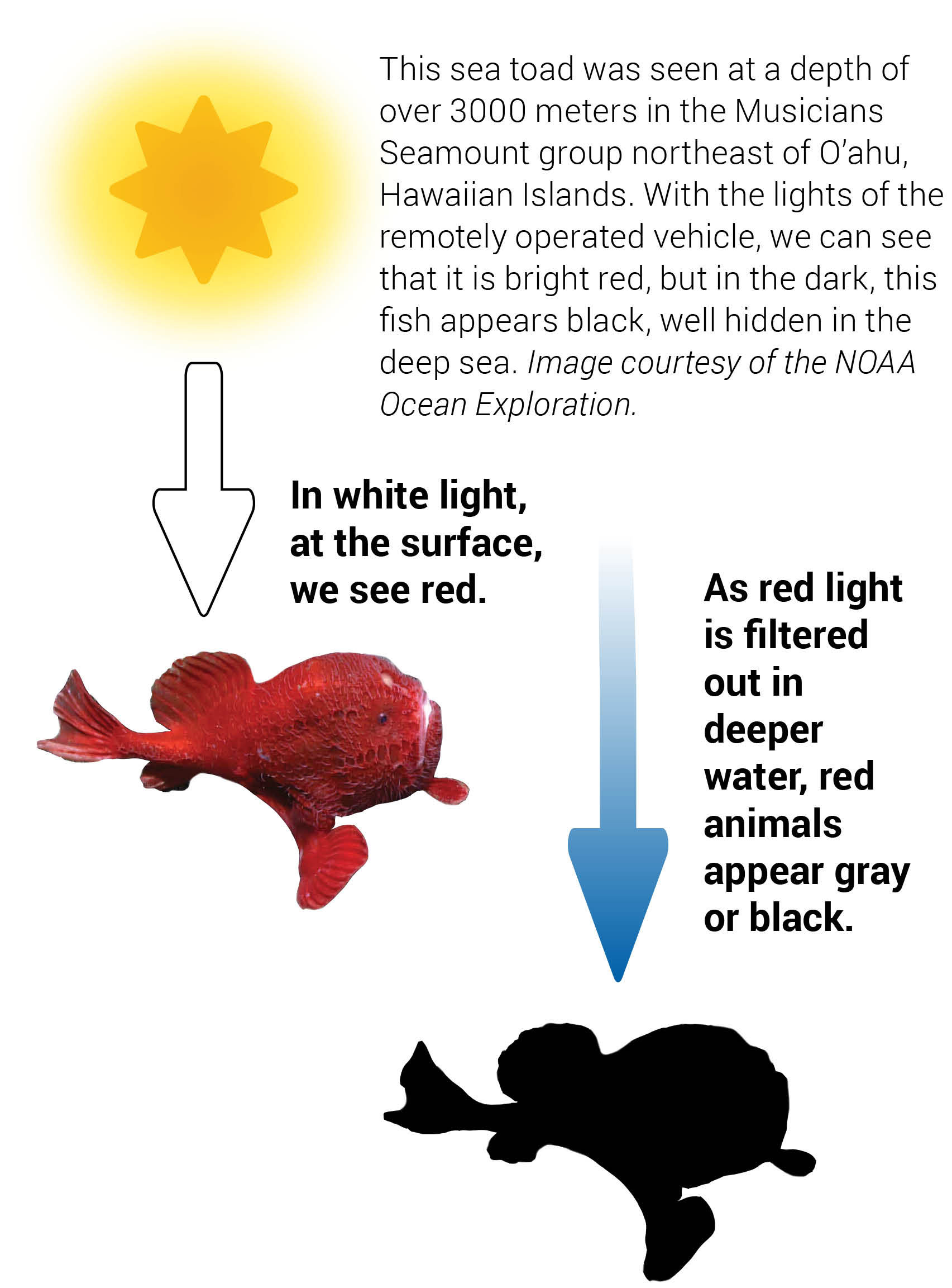 Color in the Deep Sea As one travels from surface waters to deeper waters, the amount and visible colors of light change, because water refracts, absorbs, and scatters wavelengths differently. Red light disappears at a shallower depth in the water column and blue light penetrates deepest. This affects how different colored pigments appear at different depths.