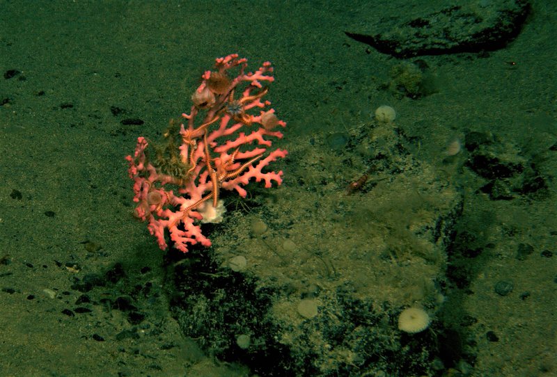 The deep-sea corals found on the seamounts are not only astounding themselves but also provide habitat for a large number of other organisms.