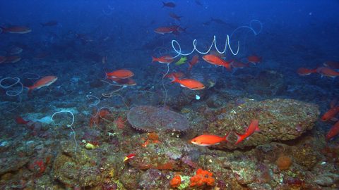 An image of a mesophotic habitat in the Gulf of Mexico collected using the high-resolution camera on the Global Explorer remotely operated vehicle.