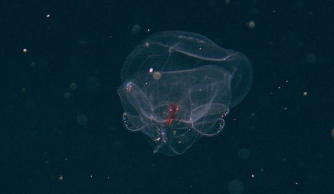 The deep-sea ctenophore, Bathocyroe foserti, as photographed from the ROV at ~1,800 meters (5,905 feet).