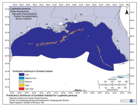 Predictive model of deep water coral presence in the Gulf of Mexico, produced using MaxEnt ecological habitat mapping software. Hot colors are likely suitable habitats for deep water corals, while cold colors are unsuitable for corals. Figure courtesy of Matt Poti, NOAA.