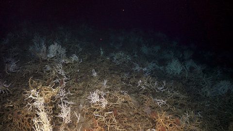 Images like this from ROV Jason helps establish baseline habitat information, which the Bureau of Ocean Energy Management uses to understand the environments in which they operate.