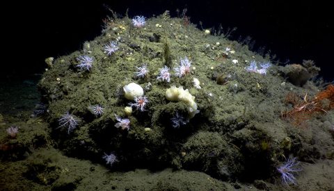 The impact of seeps on the ocean is an emerging area of research, in part driven by their newly quantified abundance in the oceans. In this image from Oregon’s deep sea, one can see a surprising amount of sea cucumbers filter feeding in addition to sponges and corals that are making use of the hard rocks created by seepage.