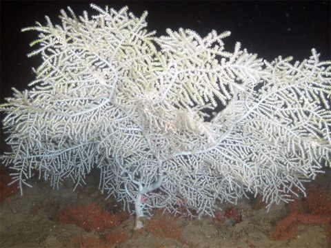 Figure 2. The sea fan, Hypnogorgia pendula, one of our focal species, is found throughout the Northwestern Gulf of Mexico. Pictured at Bouma Bank, 79 m. Image Credit: Santiago Herrera and NOAA Flower Garden Banks National Marine Sanctuary/University of North Carolina Wilmington-Undersea Vehicles Program