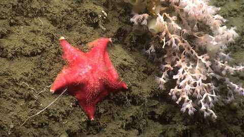 The steep ledges of Norfolk Canyon proved to be home to a large diversity of life. Here, a batstar resides on the wall next to a colony of deep-sea octocoral and sponges. The arm of several brittle stars can also be seen poking out of the sediment.