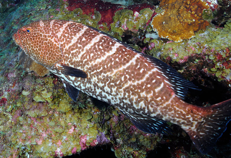 Tiger Groupers, Mycteroperca tigris, prefer rocky habitat similar to that found in the Flower Garden Banks National Marine Sanctuary. Image Credit: NOAA